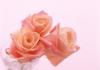 Flower wallpaper 40